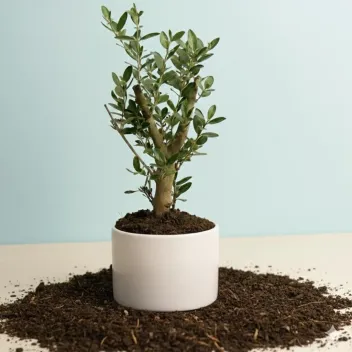 עציץ עץ זית ננסי בכלי קרמיקה